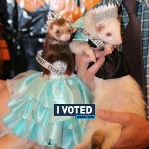 Meet your Posher, Nico